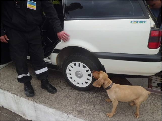 На Закарпатті службовий собака Теро виявив контрабандні сигарети у паливному баку "Фольксвагена" (ФОТО)