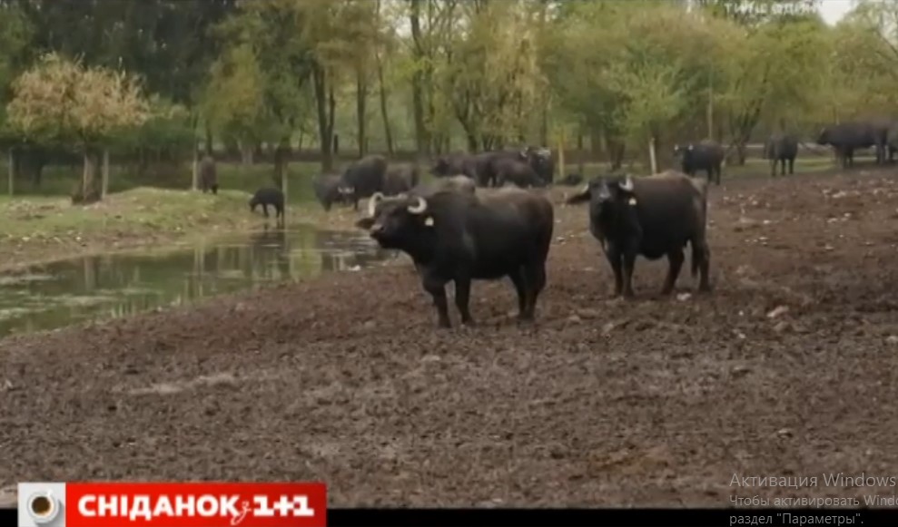 "Сніданковий" "Мій путівник" із центрального телеканалу завітав на унікальну буйволячу ферму на Закарпатті (ВІДЕО)