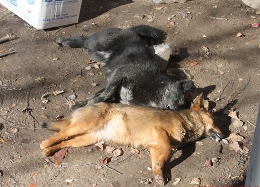 За фактом отруєння собак у Мукачеві відкрито кримінальне провадження