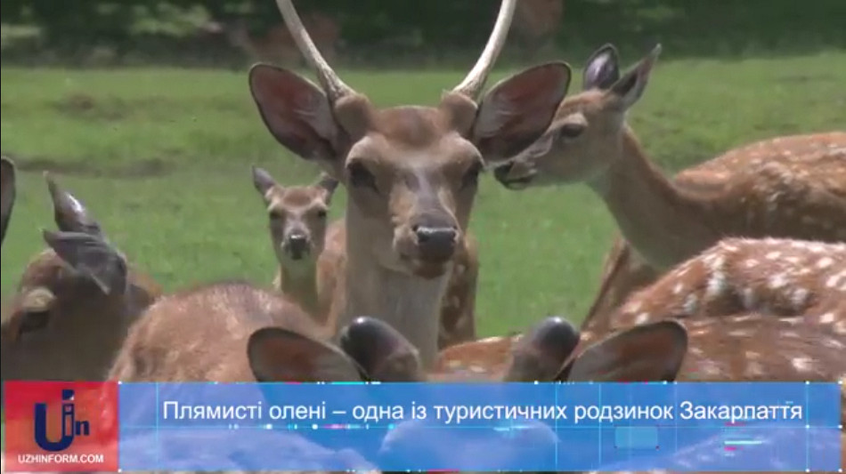 На Хустщині знаходиться єдина в Україні ферма плямистих оленів (ВІДЕО)