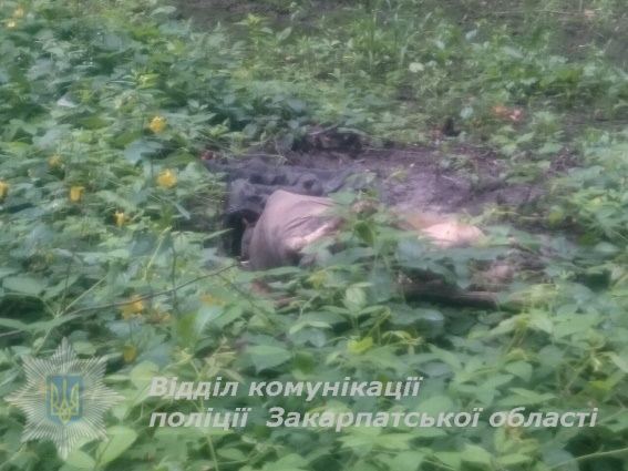 На Мукачівщині у лісі грибники знайшли скелетоване тіло чоловіка