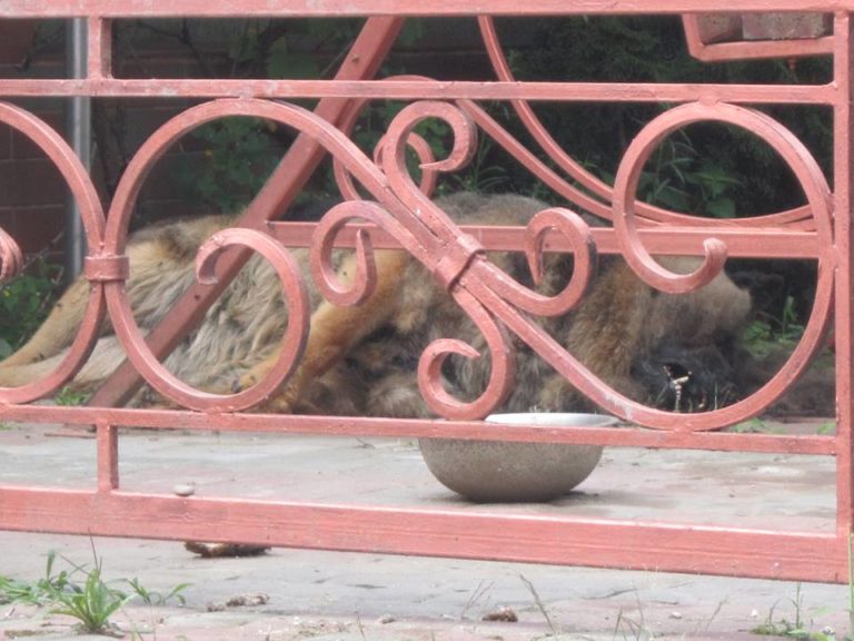 Полишений господарем в Хусті на подвір'ї пес помер з голоду, напіврозкладений труп не можуть забрати з двору