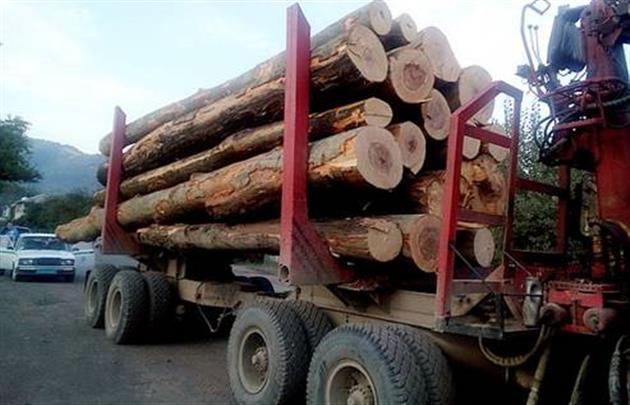 На Тячівщині затримали 3 вантажівки із 80 кубами нелегального лісу