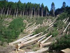 Щодо лісівників, які допустили незаконну рубку дерев на Закарпатті, порушено кримінальне провадження
