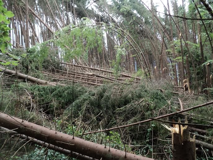 Сильний буревій на Тячівщині повалив понад 25 тисяч "кубів" деревини (ФОТО)