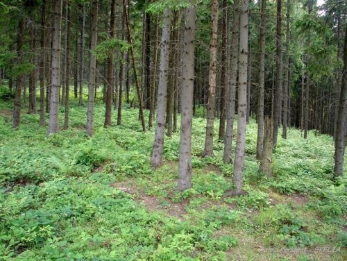 На Ужгородщині вже кілька діб не можуть знайти пенсіонера, що пішов у ліс і не повернувся