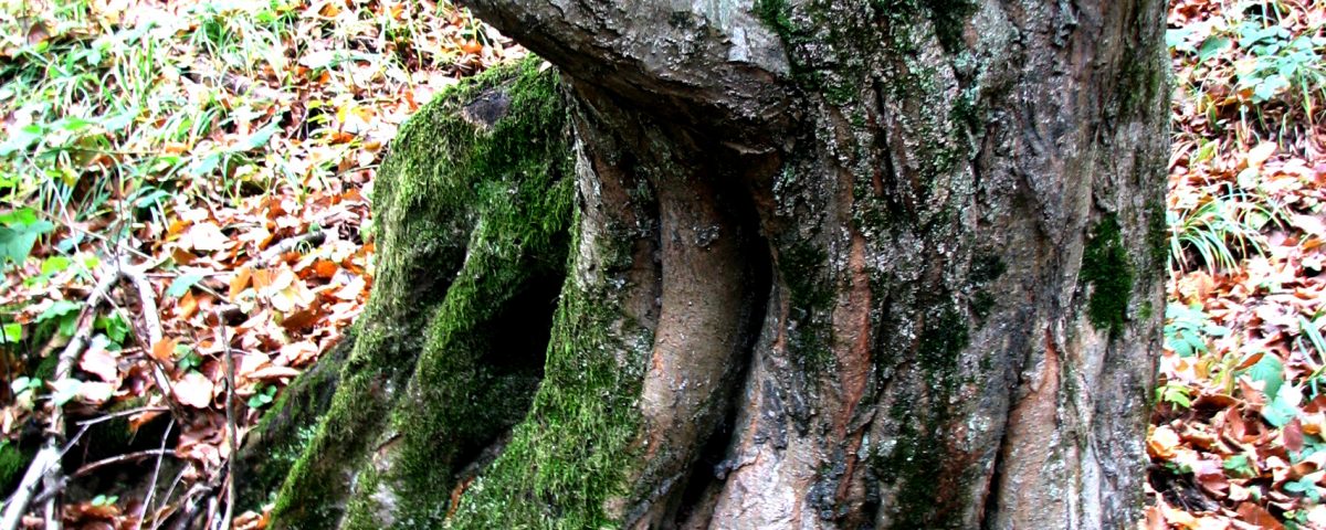 У лісах Закарпаття ростуть "танцюючі" аномальні дерева 