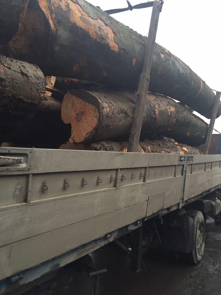 На Великоберезнянщині одразу 4 вантажівки, що перевозили нечіпований ліс, опинилися на спецмайданчику 