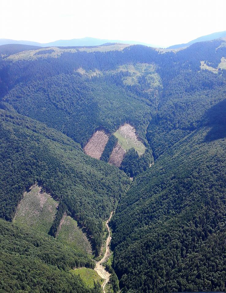 В ході обшуків на лісопереробних підприємствах Тячівщини вилучено сумнівні документи на відпуск понад 300 кубометрів деревини