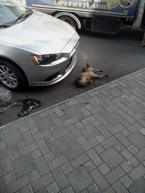 В Ужгороді містяни кажуть про чергову хвилю отруєнь безпритульних псів (ФОТО)