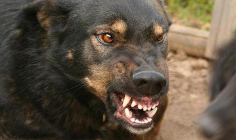 У Великому Березному міліціонери застрелили пса, що покусав свою 71-річну хазяйку