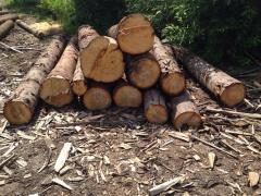 На Закарпатті розпочато кримінальне провадження за фактом незаконної вирубки дерев вартістю в 1,55 млн грн