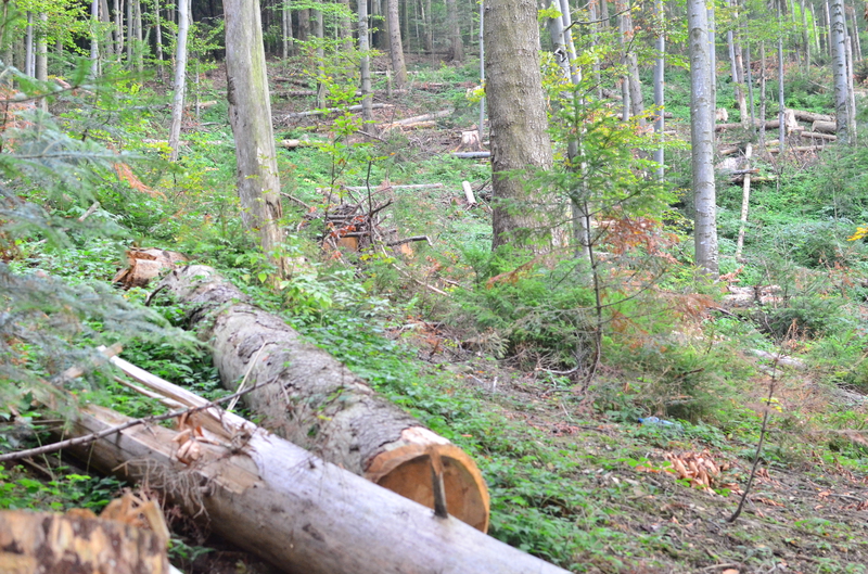 На Хустщині розпочато кримінальне провадження щодо незаконної вирубки молодих та здорових дерев