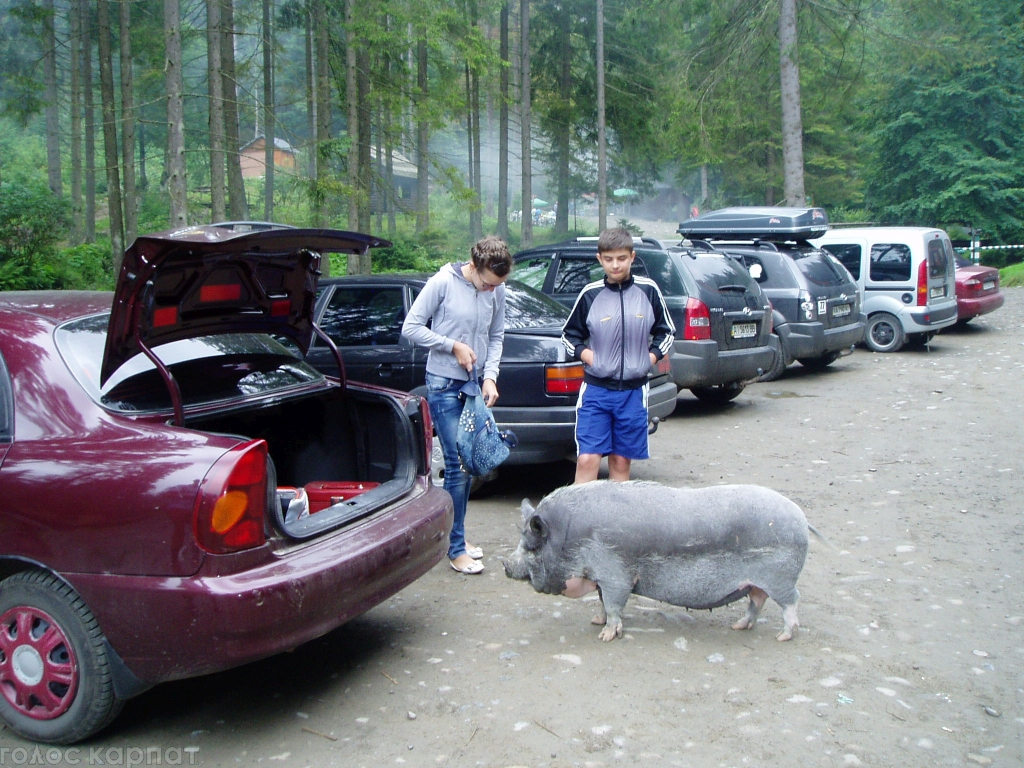 ФОТОФАКТ. Біля водоспаду Шипіт туристи фотографуються зі свинею