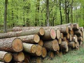 У Верхньоводянському лісництві виявили факти незаконної вирубки дерев на 3 мільйони гривень