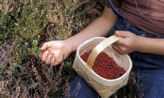 На Міжгірщині, збираючи лісові ягоди, забукали двоє закарпатців