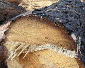 На Воловеччині чоловіка під час заготівлі дров убило дерево
