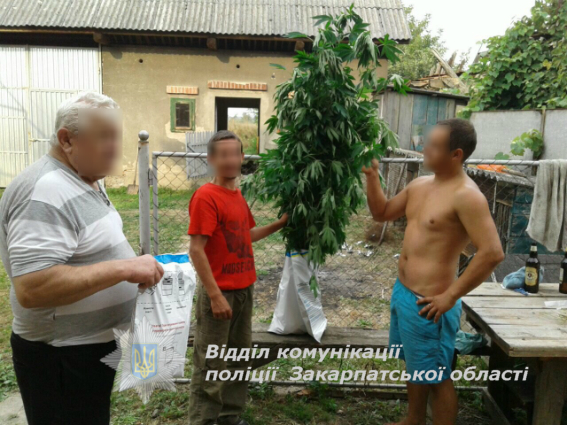 На Мукачівщині в ході обшуку в помешканні підозрюваних в крадіжках мопедів знайшли 230 г марихуани та 12 стебел конопель (ФОТО)