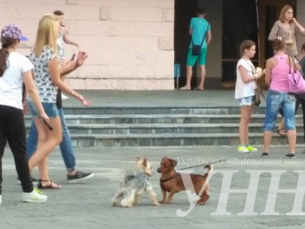 В Ужгороді відбувся парад собак (ФОТО)
