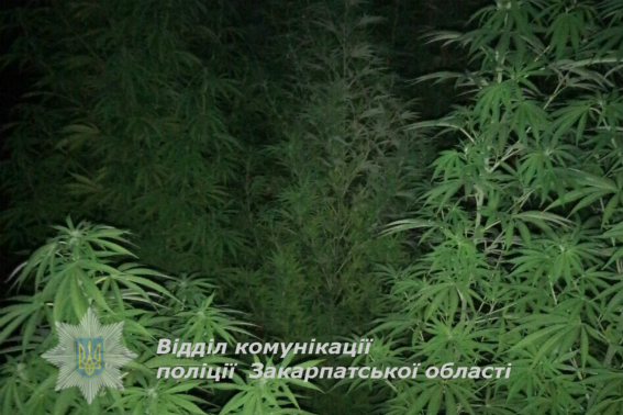 У Мукачеві виявили плантацію конопель на суму близько 300 тис грн (ФОТО, ВІДЕО)