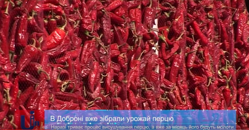 У Малій Доброні на Ужгородщині вже зібрали врожай перцю (ВІДЕО)