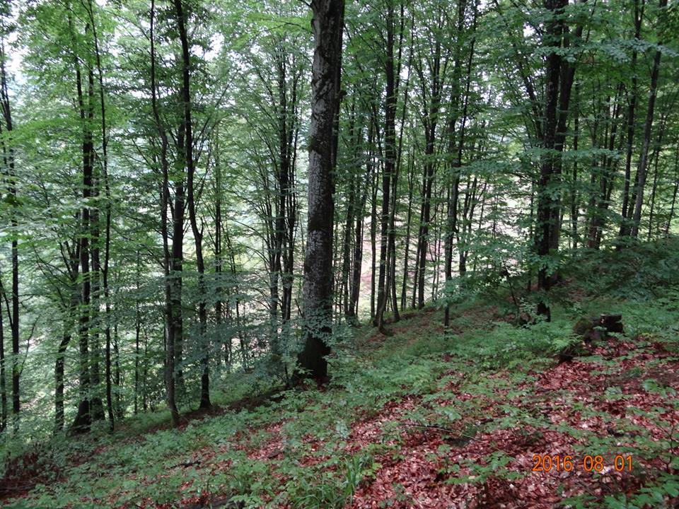 На Хустщині домагаються скасування дозволів на незаконну вирубку близько 700 дерев на площі майже 3 га
