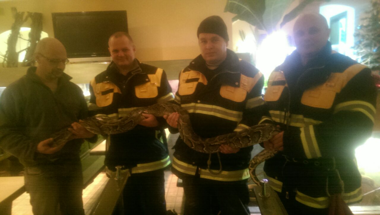 В Ужгороді рятувальники допомогли визволити з “підпілля” триметрового пітона Йончі (ФОТО)
