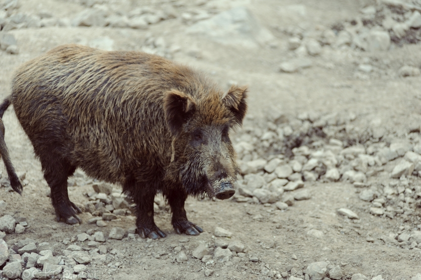 Білорусь заборонила імпорт свинини із Закарпатської області