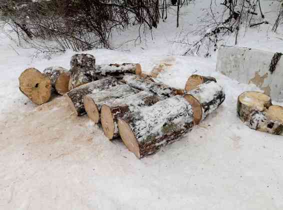 У Загатті на Іршавщині селянин без жодних дозволів зрізав дерева буку на дрова