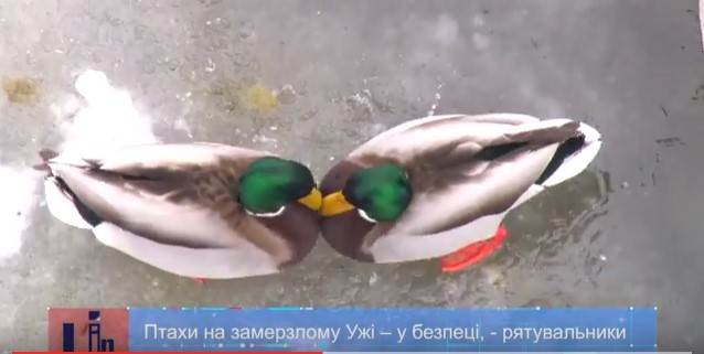 За потреби порятунку птахів на Ужі в Ужгороді у кризі рубатимуть спеціальні ополонки (ВІДЕО)