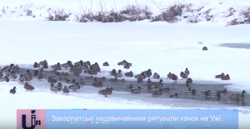 В Ужгороді рятувальники їхали визволяти качок, що примерзли крильми до криги на Ужі (ВІДЕО)