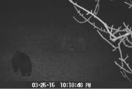 Відеокамера WWF зафіксувала ведмедя в горах Закарпаття (ВІДЕО)
