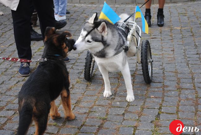 В Ужгороді на марш за права тварин приїхав песик-інвалід на візочку (ФОТО)