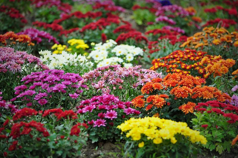 Півтори тисячі кущів хризантем різних кольорів висадили в Ужгороді (ФОТО)