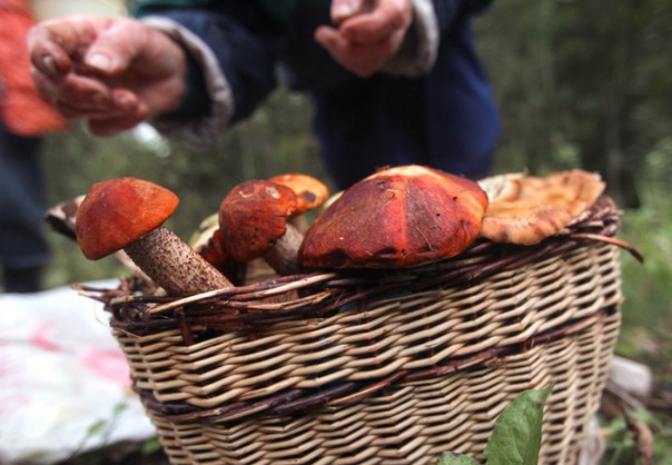 У лісі на Мукачівщині, збираючи гриби, заблукала жінка