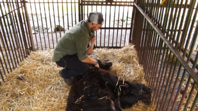 Європейські ветеринари допомагають лікувати ведмедів "Синевира" (ВІДЕО)