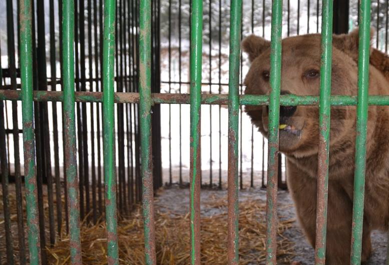 Перевезені зі Львівщини на Закарпаття три ведмеді після ветеринарного огляду поміщені в карантинний сектор (ФОТО)