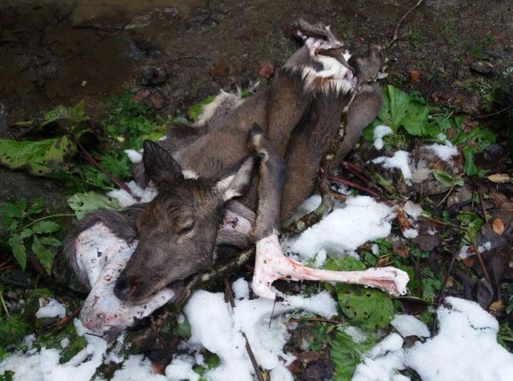 Охорону Карпатського біосферного заповідника впіймали на вбивстві ведмедя та олениці (ФОТО)