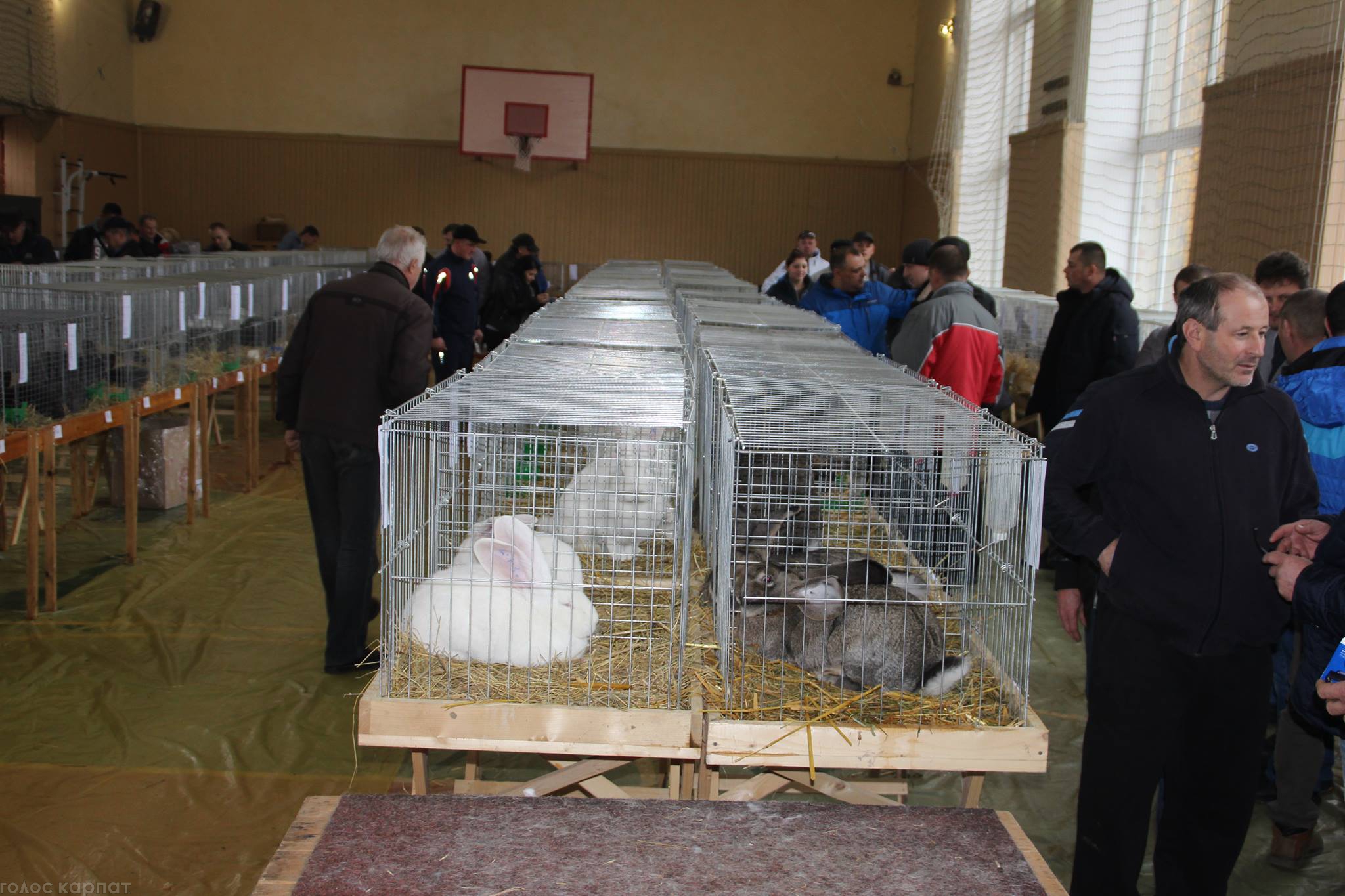 У Виноградові відбулася виставка елітних кролів (ФОТО)