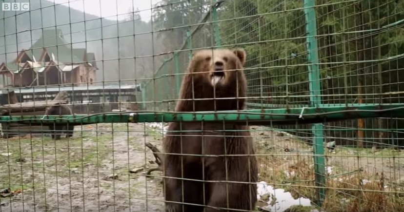 Життя після клітки: врятовані ведмеді України (ВІДЕО)