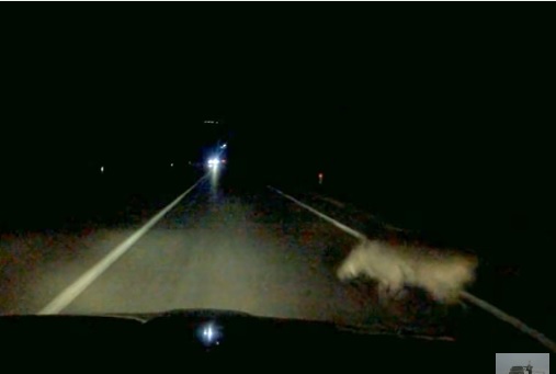 В Ужгороді на об'їзній вночі авто збило кабана (ВІДЕО)