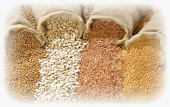 На початок листопада на Закарпатті намолочено 3395,0 тис ц зернових 