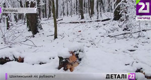 В Ужгороді рубають "Шахтинський" ліс (ВІДЕО)
