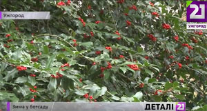 Посеред зими в ботанічному саду в Ужгороді цвіте мушмула і дозріває барбарис (ВІДЕО)