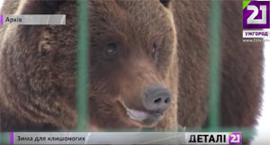 6 ведмедів у реабілітаційному центрі "Синевир" на Закарпатті вже впали у сплячку (ВІДЕО)