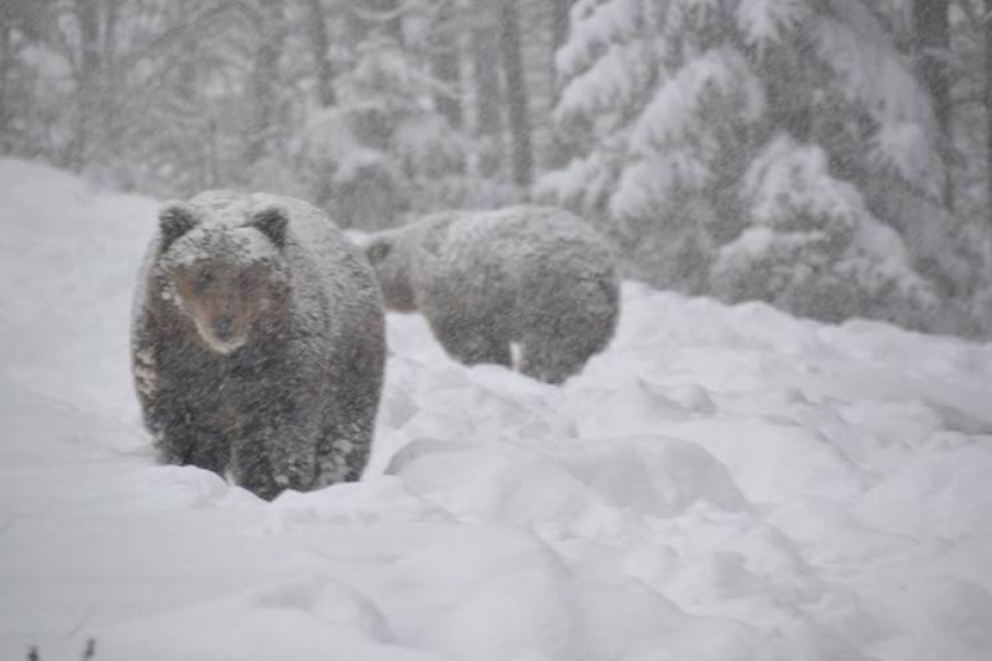На Закарпатті ведмеді у реабілітаційному центрі не впали у зимову сплячку (ФОТО)