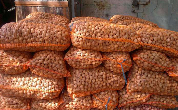 На Закарпатській митниці штучно гальмується експорт горіхів