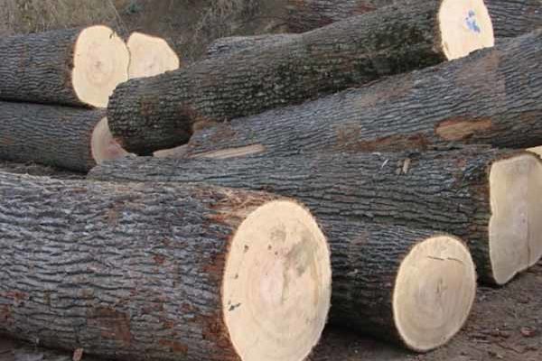 У Сваляві двійко "напарників" намагалися поцупити дрова з деревопереробного підприємства