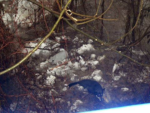 У Кольчині порятували собаку, який потрапив у льодову пастку під мостом (ФОТО)