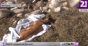 В Ужгороді нікому забирати мертвих тварин з вулиць (ВІДЕО)